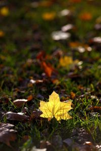 Close-up of yellow flowers on field during autumn