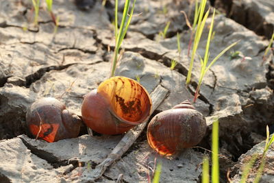 High angle view of fruits on field