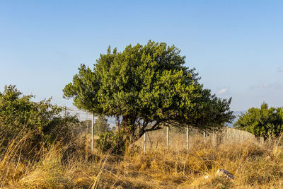 Trees on field against clear sky