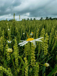 plant