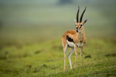 Gazelle standing on field