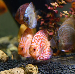 Beautiful discus fish raised in an aquarium with flashy colors, cute, suitable for people 