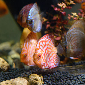 Close-up of fish swimming in sea