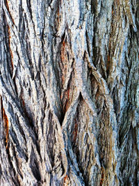 Full frame shot of tree trunk