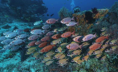 View of fish swimming underwater