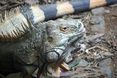 Close-up of lizard