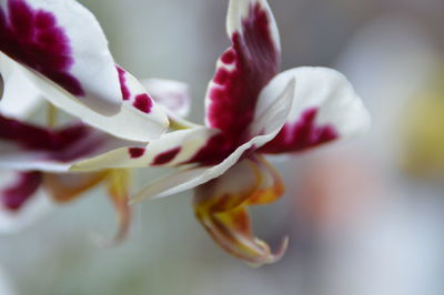 Close-up of fresh flower