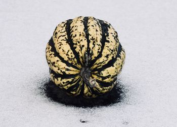 Close-up of pumpkin against white background