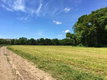 Scenic view of grassy field against sky