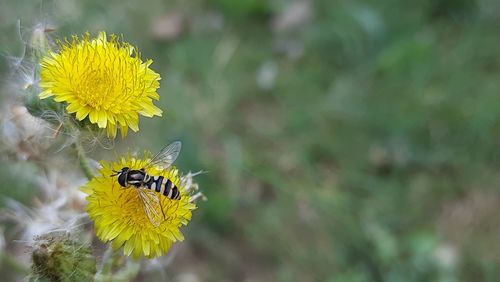 Close-up of bee on yellow flower