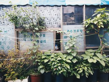 Potted plants on house wall
