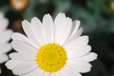 Close-up of white daisy