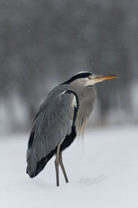 Side view of a bird on snow