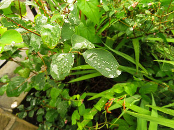 Close-up of wet plants