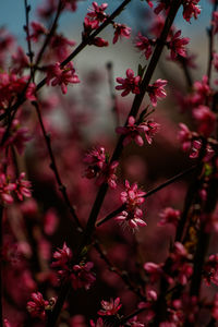 Close-up of pink cherry blossoms in spring