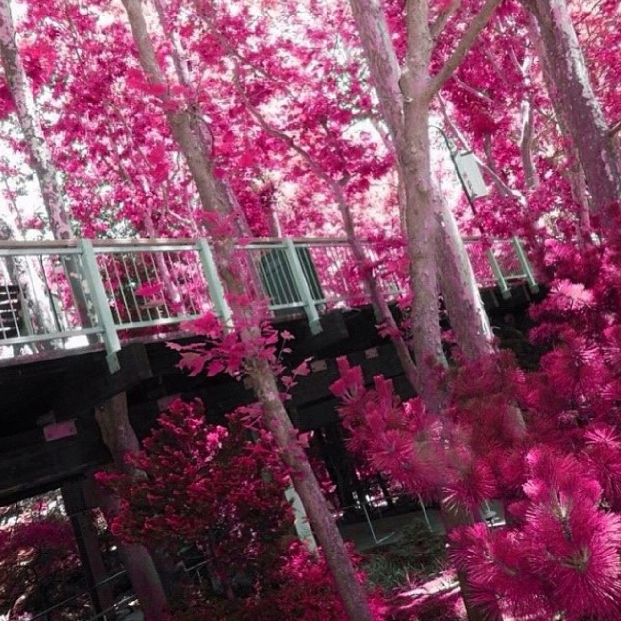 flower, tree, pink color, growth, branch, freshness, nature, beauty in nature, low angle view, fragility, blossom, built structure, park - man made space, outdoors, pink, in bloom, day, plant, architecture, no people