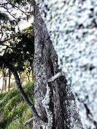 Close-up of lichen on tree trunk in forest