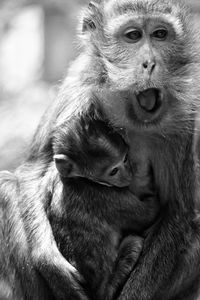 Close-up of a monkey looking away