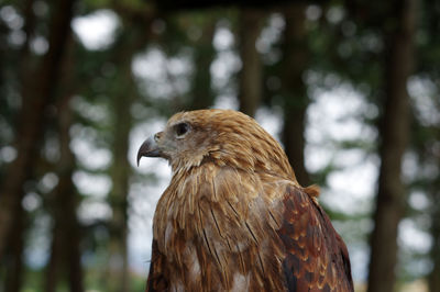 Close-up of a bird in forest