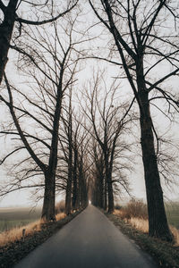 Road amidst bare trees against sky