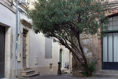 Tree by building in city