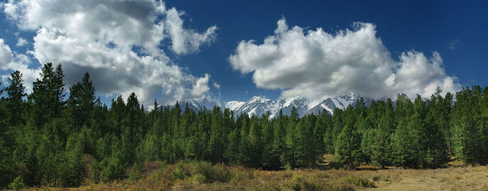 Panoramic view of forest against sky