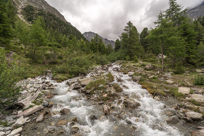 Scenic view of stream flowing amidst trees against sky