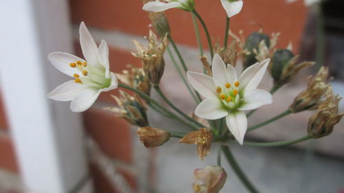 Close-up of white flowers