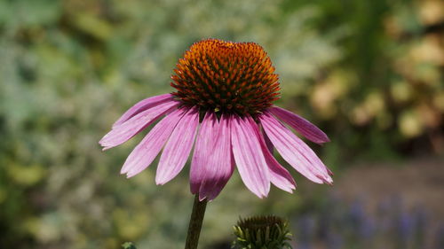 Close-up of pink flower