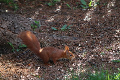 Side view of squirrel in forest