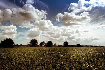 Scenic view of agricultural field against sky