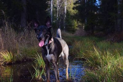 Portrait of dog in grass