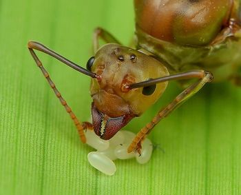 Close-up of insect on leaf