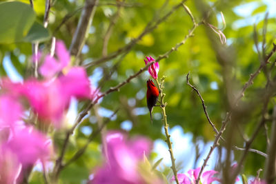 Close-up of bird on pink flower