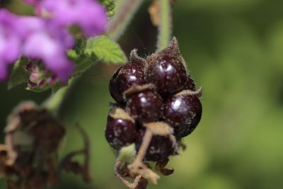 Close-up of honey bee on purple flower