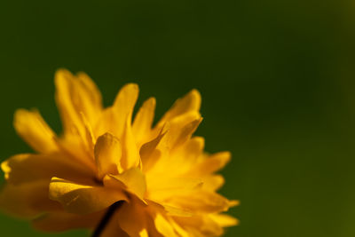 Close-up of yellow flowering plant