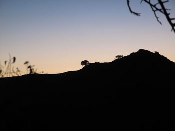 Silhouette trees against clear sky during sunset