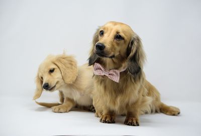 Dog sitting on white background