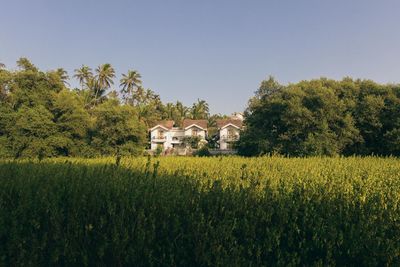 Scenic view of agricultural field against trees and sky