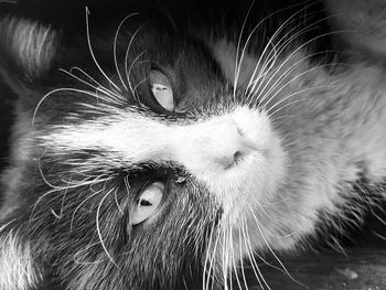 Close-up portrait of a cat