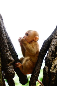 The baby monkey grazing on the fruit between trees against sky