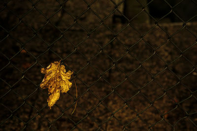 Close-up of yellow flowers on chainlink fence