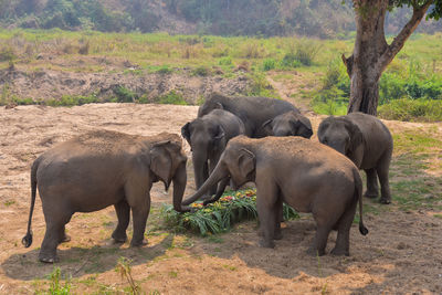 Elephant in a field