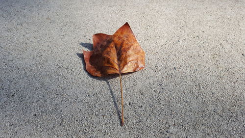 Dry leaf on ground