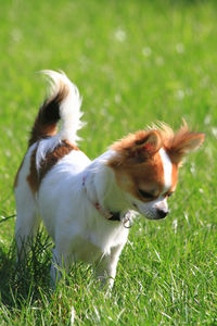 View of dog on field