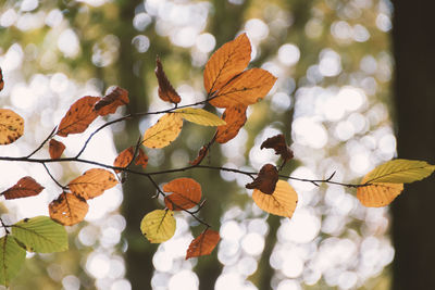 Low angle view of tree during autumn