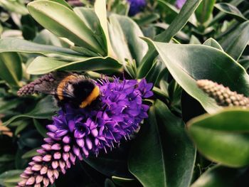 Close-up of honey bee on purple flowers