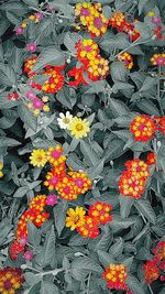 High angle view of orange flowering plants