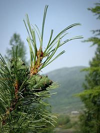 Close-up of plants