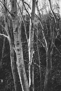 Close-up of bare tree in forest